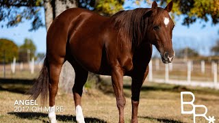 AngelBeaver RanchQuiet amp Gentle Quarter Horse MareKid FriendlyFamily SafeTrail RidesShows [upl. by Ahsieym]