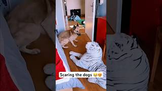 Scaring dogs  dogs reactions  dogs compilations  funny dog videos 😂😂 [upl. by Klenk]