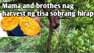 Buwis buhay na paghanapbuhay harvesting Tisa [upl. by Redford]