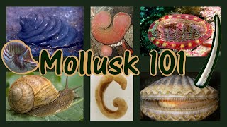 Molluks 101  Basics And The Eight Classes [upl. by Llereg]