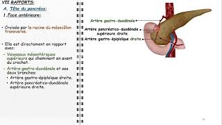 ANATOMIE FMPM PANCREAS [upl. by Stromberg]