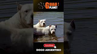 quotLa leyenda del Dogo Argentino” [upl. by Andre]