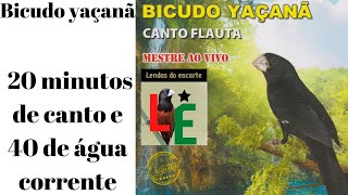 Bicudo yaçanã Canto com 20 minutos de canto e 40 de água corrente ‐ [upl. by Yspyg]