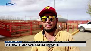 US halts Mexican cattle imports over screwworm case [upl. by Ttoile401]