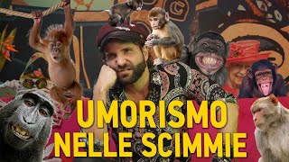 Esiste lumorismo nelle altre scimmie [upl. by Aninnaig]