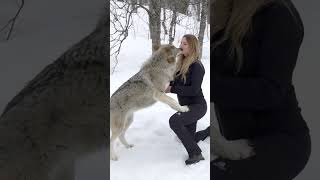 GIRL HOWLS WITH GIANT WOLVES [upl. by Lyell653]