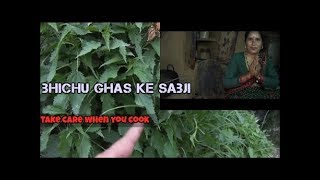 Bichhoo buti ka saag nettle leaf benefits [upl. by Olympie]