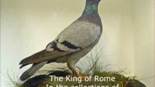 The King of Rome A true inspiring story about a famous Derby Pigeon Dave Sudburys original version [upl. by Yllod]