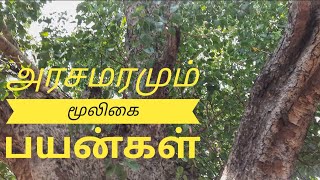 Arsamaram  அரசமரமும் மூலிகையும்  அரசமரத்தினை சுற்றினால் குழந்தைபேறு [upl. by Eimrej]