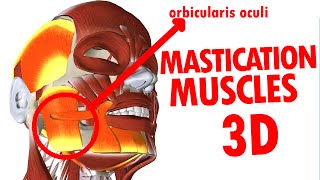 Muscles of Mastication  Jaw And Mandible  Face Anatomy part 3 [upl. by Brunhilda]