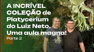 A mais INCRÍVEL coleção de PLANTAS AULA MAGNA do Luiz Neto sobre Platycerium Episódio 2 [upl. by Drarreg]