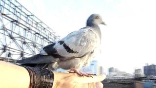 PIGIE DIGY  the NYC pigeon youngling [upl. by Jovi]