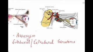 Oculomotor nerve3rd cranial nerveOphthalmologyCN IIIBenedictNothangel ClaudeParinaudWeber [upl. by Alleoj]