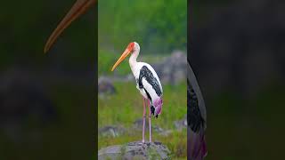 Painted Stork  Mycteria Leucocephala wildlife wildlifephotography birdphotography [upl. by Aisital610]