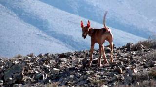 Grupo de Podencos cazan un conejo en Fuerteventura tras perseguirlo [upl. by Lannie]