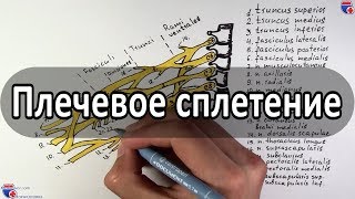 Плечевое сплетение и его нервы  medunivercom [upl. by Amory148]