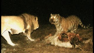 Male siberian tiger want to kill male lion who is provoke him [upl. by Ojahtnamas]