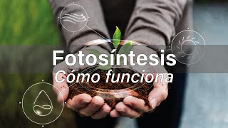 Fotosíntesis  QUÉ ES PROCESO CÓMO FUNCIONA fases tipos [upl. by Enelyak]