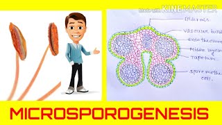 Microsporogenesis  the formation of pollen grainsAnther development Angiosperm reproduction [upl. by Isej]