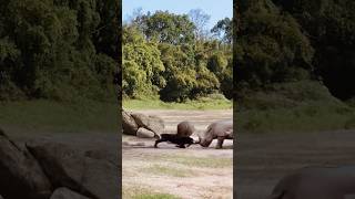 antelope vs rhinoceros 🦏 action youtubeshorts animals shortvideos ytshorts trendingshortsviral [upl. by Torrance]