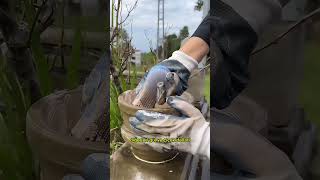 grave cleaning asmr asmr cleaning [upl. by Kcirtemed472]