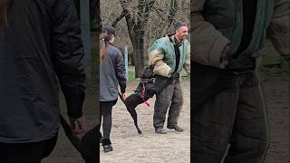 😎Pitbull guards girl from attacking intruder GUARDODESSA Training bodyguard dogs Odessa Ukraine [upl. by Ainnet559]