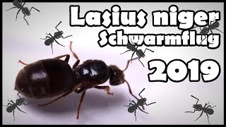 Ameisenköniginnen im Regen  Lasius niger Schwarmflug 2019 [upl. by Adriaens]