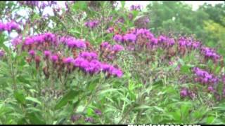 Ironweed Vernonia fasciculata [upl. by Efal]