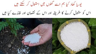 What is Urea Fertilizer for Plants  How to use Urea Fertilizer  Full Update  urduhindi [upl. by Ydeh]