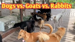 Dogs vs Goats vs Rabbit at Farm dogs goat rabbit animals puppy dogsound [upl. by Jea]