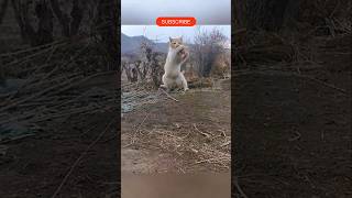 funny cat fightingfunny catsfunny animals catcatfightshortvideo viralshorts amazing moment [upl. by Ignatzia]