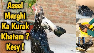 Aseel Murghi Ka Kurak Khatam Karnt Ka Tareeqa  Murghi Dubara Heat Pe Kesy Aye  Full Video By  HB [upl. by Pol740]