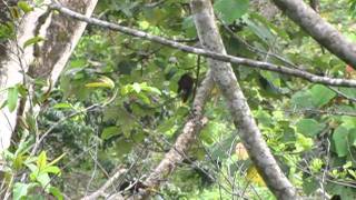 Montezuma Oropendola quotunforgettablequot song in Bocas del Toro Panama [upl. by Noby]