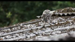 Little Owls Running Slow Motion 4K [upl. by Ayyidas115]