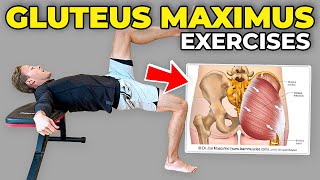 4 Gluteus Maximus Strengthening Exercises [upl. by Aihtela563]