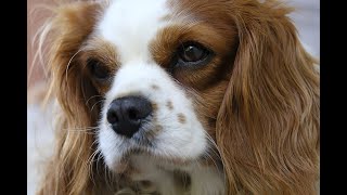 Cavalier King Charles Spaniel Uncovered MustKnow Facts shorts dog doglover shortvideo [upl. by Thurmann694]