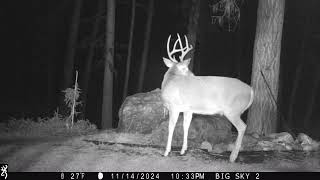 Whitetail buck in Seeley Lake [upl. by Anehsuc]