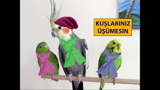 Kış Aylarında Kuşlar İçin Alınacak Önlemler [upl. by Sully]