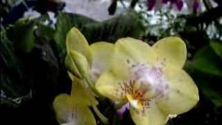 Phalaenopsis Orchid Care Made Easy [upl. by Capone]