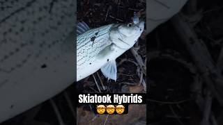 Big Skiatook Hybrid fishing fish hybridstripedbass oklahomafishing tulsafishing hybrid bass [upl. by Reseta312]