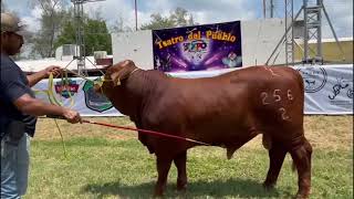 TORETES BEEFMASTER DE VENTA EN EXPO TUXPAN VERACRUZ [upl. by Guglielma]