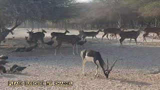 BLACKBUCK ANTELOPE [upl. by Garibold646]