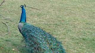 Peacock and peahen dance beautiful [upl. by Annehsat]