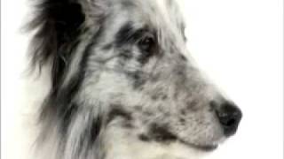 Dogs101 shetland Sheepdog [upl. by Trella]