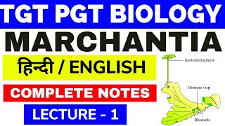 MarchantiaMarchantia ClassificationMarchantia BryophyteClassification of MarchantiaMarchantia1 [upl. by Lakim]