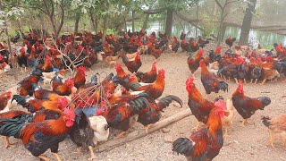 Free Range Chicken Farming  Feeding 1000 Native Chickens [upl. by Eiramanitsirhc]