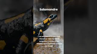 La Salamandre géante le totem vivant vestiage de la préhistoire salamander animals amazingfacts [upl. by An]