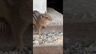 Chippy is gathering seeds for winter naturelovers chipmunk [upl. by Aneeuq]