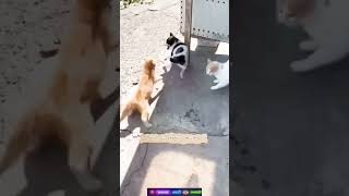 shortvideo catshorts catfight🤣😂🐈🐈‍⬛🐈🐈‍⬛🐈 [upl. by Adrial90]