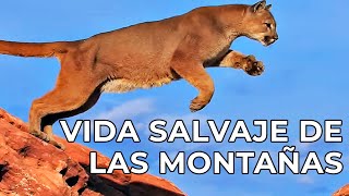 El Mundo Salvaje Las Montañas Americanas  Free Documentary Nature  Español [upl. by Viola]